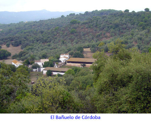 El Bañuelo de Córdoba